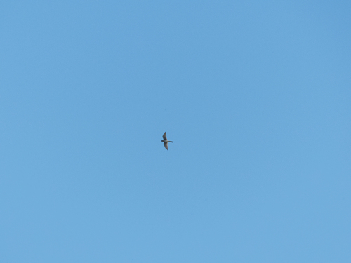 iNaturalist observation photo of American Kestrel