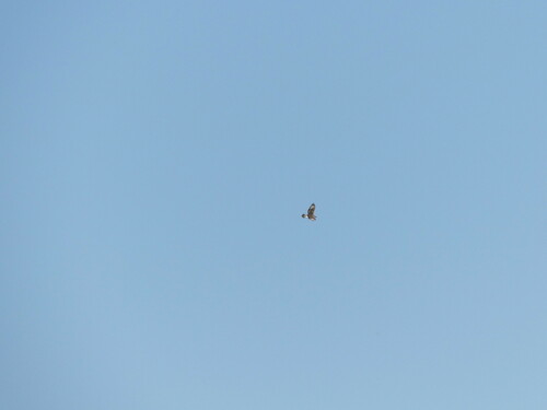 iNaturalist observation photo of Ferruginous Hawk
