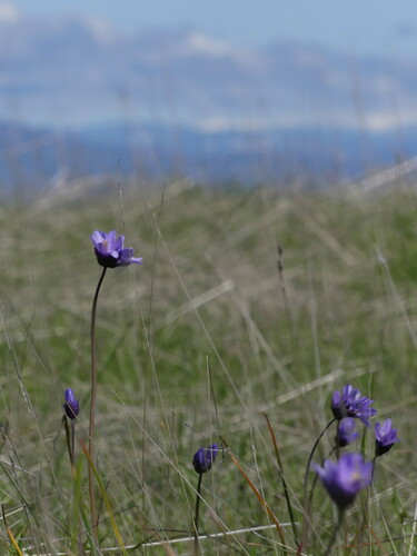 iNaturalist observation photo of blue dicks