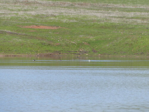 iNaturalist observation photo of Ruddy Duck