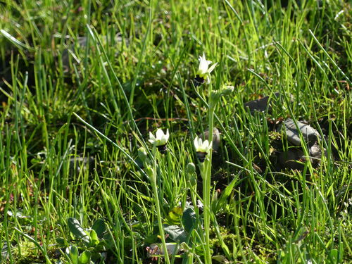 iNaturalist observation photo of Padre's Shooting Star