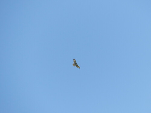 iNaturalist observation photo of Red-tailed Hawk
