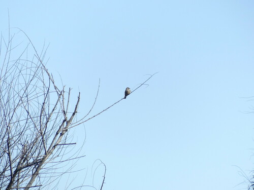 iNaturalist observation photo of Say's Phoebe