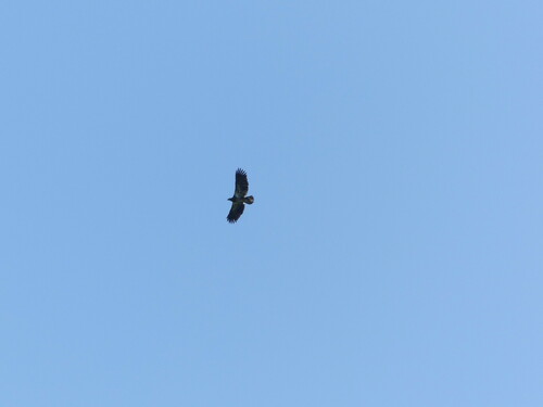 iNaturalist observation photo of Bald Eagle