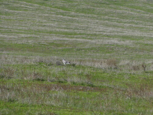 iNaturalist observation photo of Northern Harrier