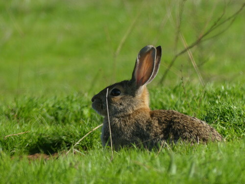 iNaturalist observation photo of Desert Cottontail
