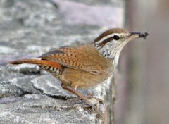 Sinaloa Wren photo 3