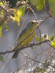 Passerina leclancherii