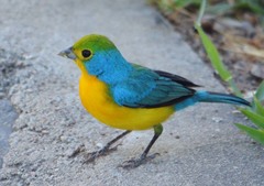 Passerina leclancherii