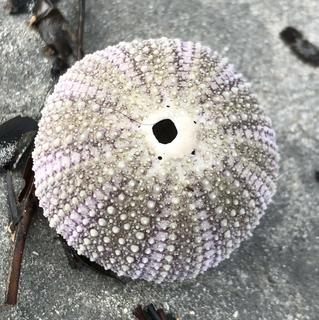 Heliocidaris australiae