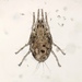 Pterolichinae - Photo (c) James K. Douch, some rights reserved (CC BY-SA), uploaded by James K. Douch