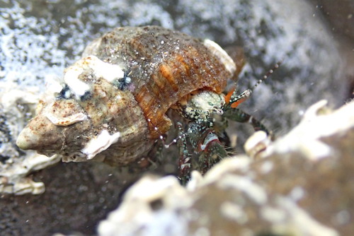 A small greenish hermit crab in a shell underwater