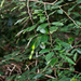 Arthroclianthus macrobotryosus - Photo (c) hervevan, algunos derechos reservados (CC BY-NC)