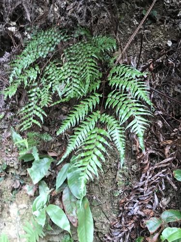 Cyathea podophylla iNat (2)