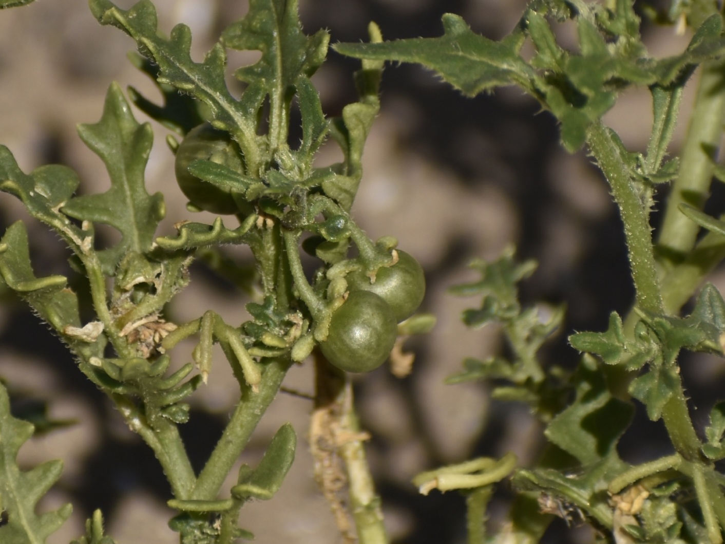 Imagem de Tomatinho-do-mato