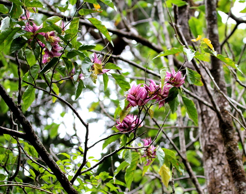 Arthroclianthus balansae observed 2014-09-11