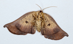 Xenomusa metallica