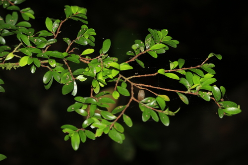 Eugenia horizontalis observed 2016-09-27