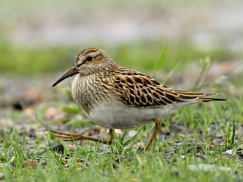 Pectoral Sandpiper