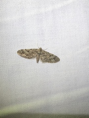 Eupithecia lanceata
