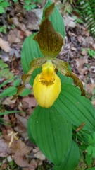Cypripedium parviflorum pubescens