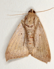Ophisma gravata