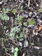 Thalictrum thalictroides