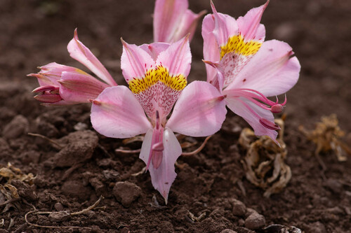 Alstroemeria pallida (Alstroemeria pallida)