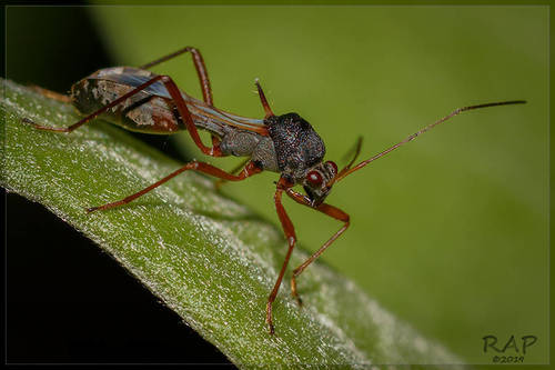 Trichocentrus vianai