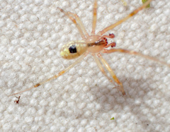 Theridion californicum