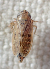 Euscelis variegatus