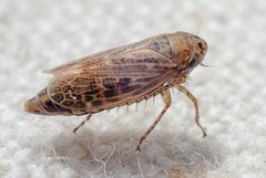 Euscelis variegatus