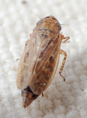 Euscelis variegatus