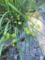 Euphorbia roemeriana