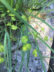 Euphorbia roemeriana