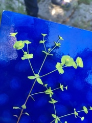 Euphorbia roemeriana