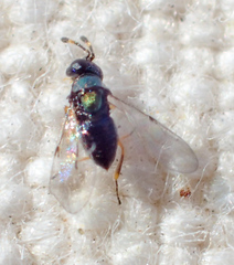 Encyrtinae