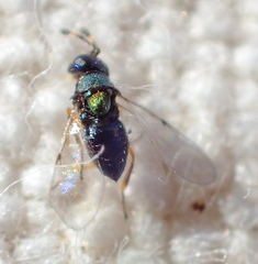 Encyrtinae