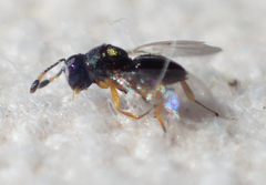 Encyrtinae