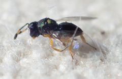 Encyrtinae
