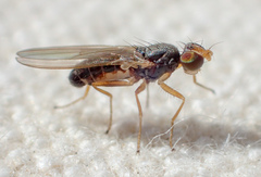 Anthomyza