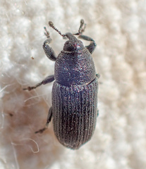 Mecinus pyraster