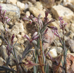 Polygala scoparioides