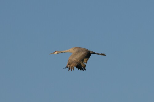 Sandhill Crane photographed in Alabama