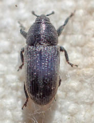 Mecinus pyraster