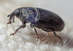 Mecinus pyraster