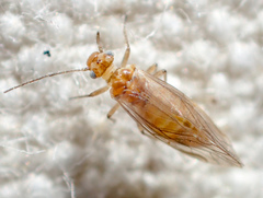 Cuneopalpus cyanops