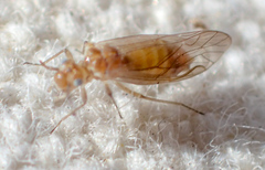 Cuneopalpus cyanops