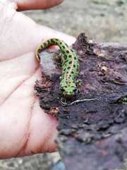 Triturus pygmaeus