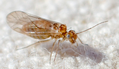 Cuneopalpus cyanops